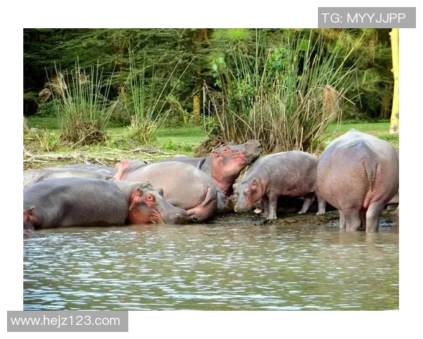 加入河马体育健身俱乐部开启你的健康生活新篇章与我们一起塑造完美身材